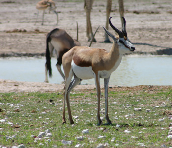 Springbok