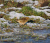 Meadow Pipit at Cresswell Pond