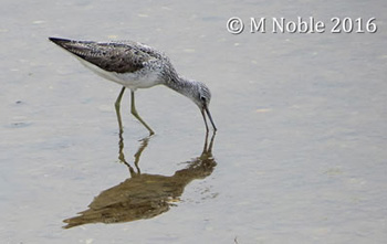 Greenshank at Quinta do Lago