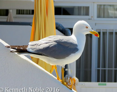 Yellow-legged Gull