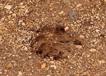 Lynx footprint