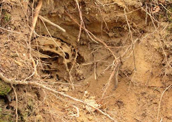 Wasp nest ravaged by Bear