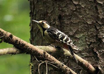 White-backed Woodpecker