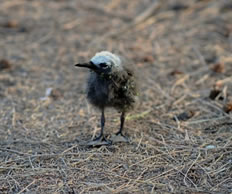 Brown Noddy