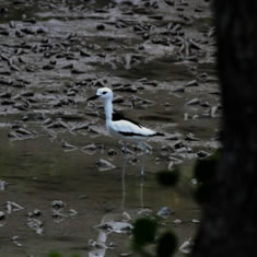 Crab Plover