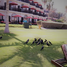 Mob of crows at the Plam Tree Court
