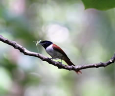 Seychelles Paradise Flycatcher