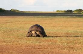 Giant Aldabra Tortoise