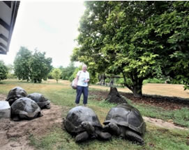 Giant Tortoises