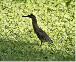 Green-backed Heron