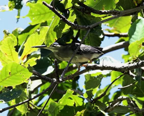 Green-backed Heron