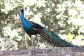 Peacock