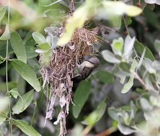 Female Purple Sunbird nest building