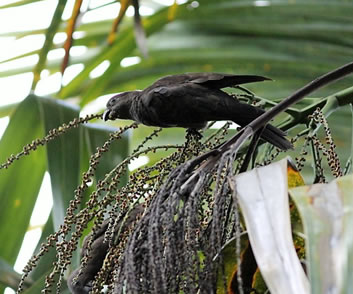 Seychelles Black Parrot