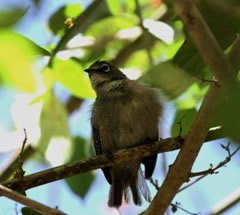 Seychelles White-eye