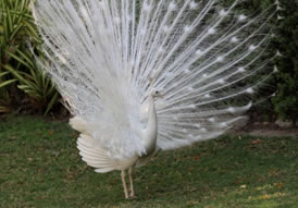 White Peacock