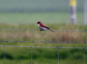 Red-backed Shrike