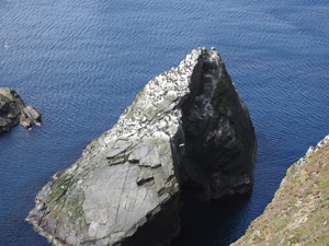 Breeding Guillemot colony at Sumburgh Head