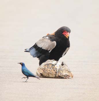 Bateleur snacking on Leopard Tortoise with envious Greater Blue-eared Starling