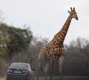 Giraffe in the Kruger