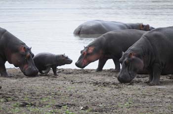 Hippos and young calf