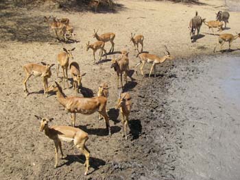 Impala milling around the dry waterhole at Kumasinga