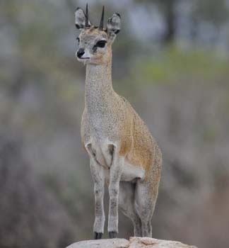 Klipspringer