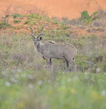 Kudu at the foot of the Red Dunes in the Geater St Lucia Wetlands Park