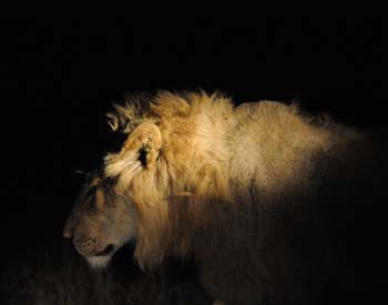 Lion on Kruger night drive