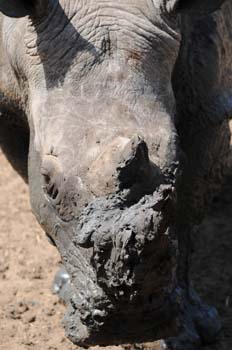 White Rhino fresh from the mud at the waterhole