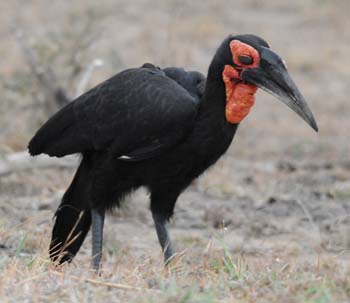 Southern Ground Hornbill