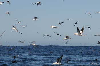 Birds milling around the back of a trawler