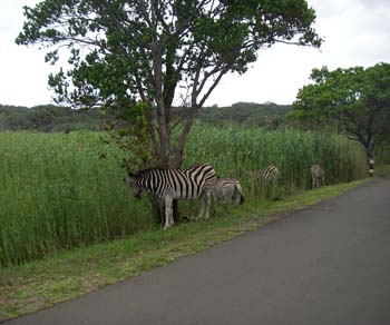 Burchell's Zebra at the roadside in the Umlalazi Nature Reserve
