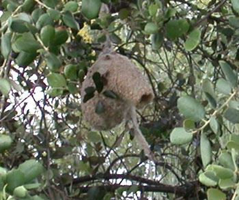 Penduline Tit nest at Embalse de Arroyocampo on the day after young fledged