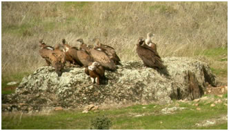 Griffon Vultures