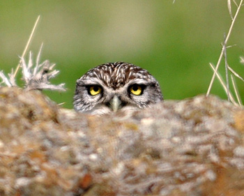 Little Owl playing peek-a-boo