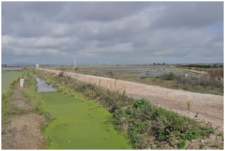 The Rice Fields