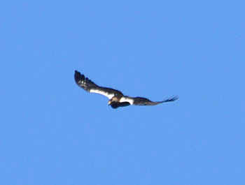 Spanish Imperial Eagle near Monfrague