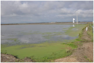 The flooded Rice Fields