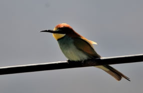 European Bee-eater