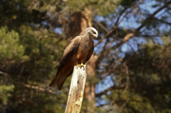 Black Kite