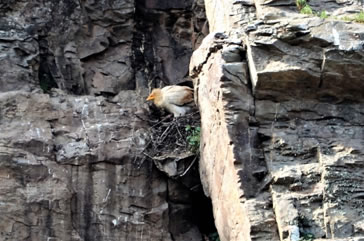 Egyptian Vulture