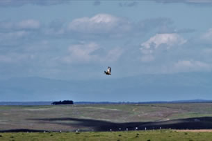 Great Bustard