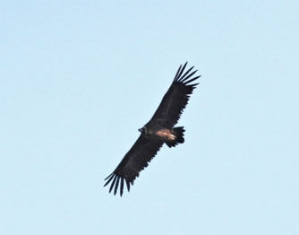 Black Vulture