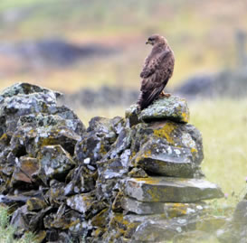 Common Buzzard