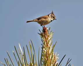 Crested Tit