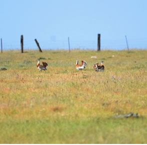 Great Bustards