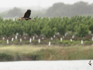 Purple Heron