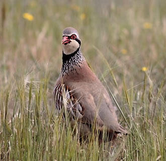 Red-legged Partridge