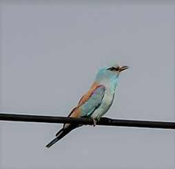 European Roller